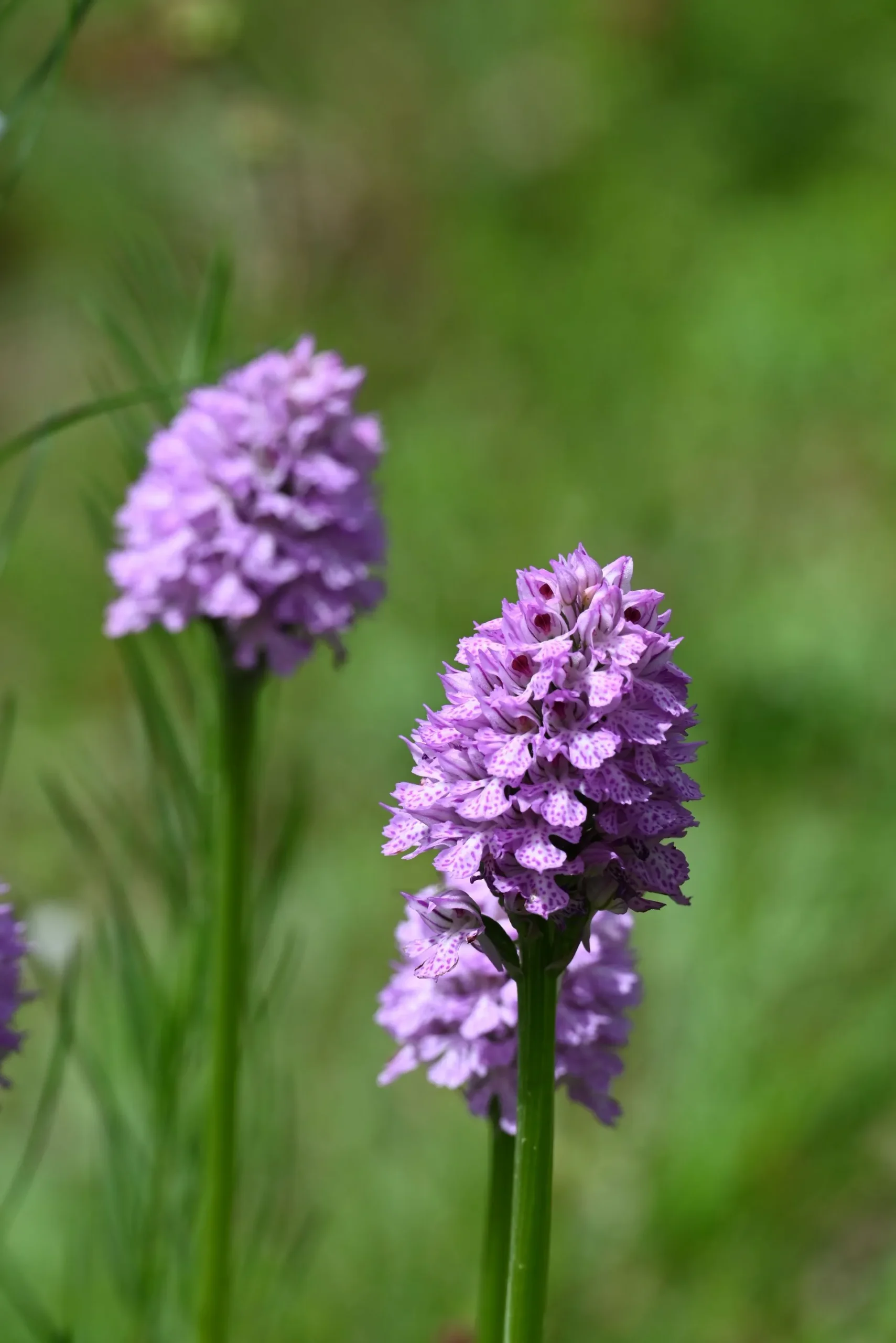 Educazione e Divulgazione fiori milvusnat